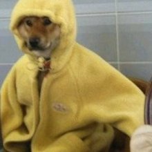 Ass And Furious ShesFreaky