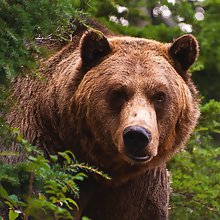 Thebearr