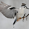 snowbird