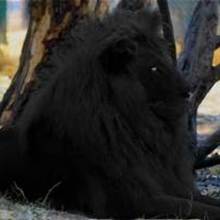 Blaque
