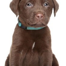 lilFido