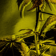 Kingkush677