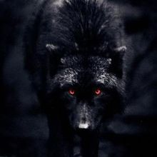 Bigbadwolf247