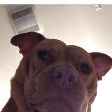LewKu91