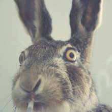 SmokedRabbit