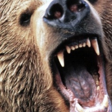 Boogabear