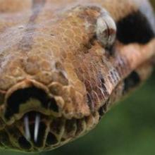 naughtyboa