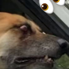 BuglegD