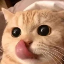 Mushii28