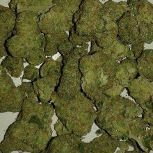KillaDrilla1