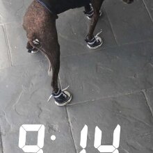 dominoll