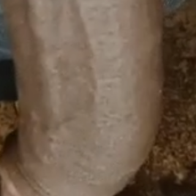 HORSEHEAD
