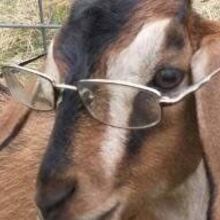 Batgoat007