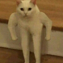 Throbrod
