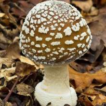Mushroom